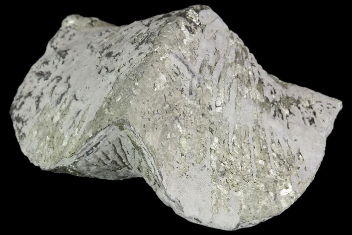 Pyrite Replaced Brachiopod (Paraspirifer) - Ohio #89728
